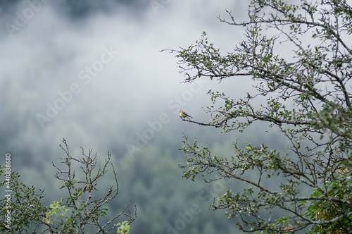 Mały ptak na gałęzi na tle lasu we mgle