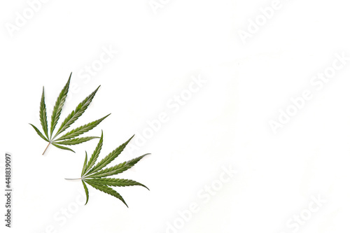 Flat lay composition with two hemp leaves on white background.