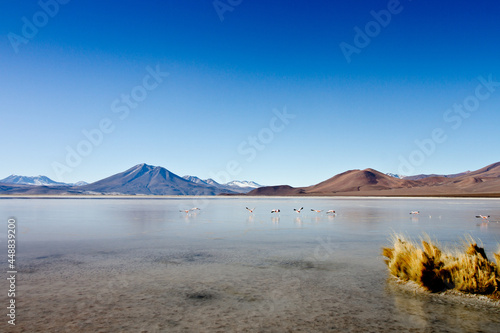 lake in chile with flamingos in the morning photo