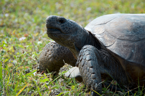 Ground level image of large florida gopher tortoise on grass with head lifted.
