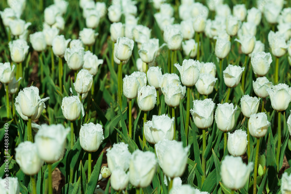 Spring background with white tulips flowers. beautiful blossom tulips field. spring time. banner, copy space