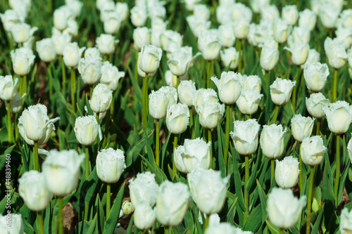 Spring background with white tulips flowers. beautiful blossom tulips field. spring time. banner, copy space