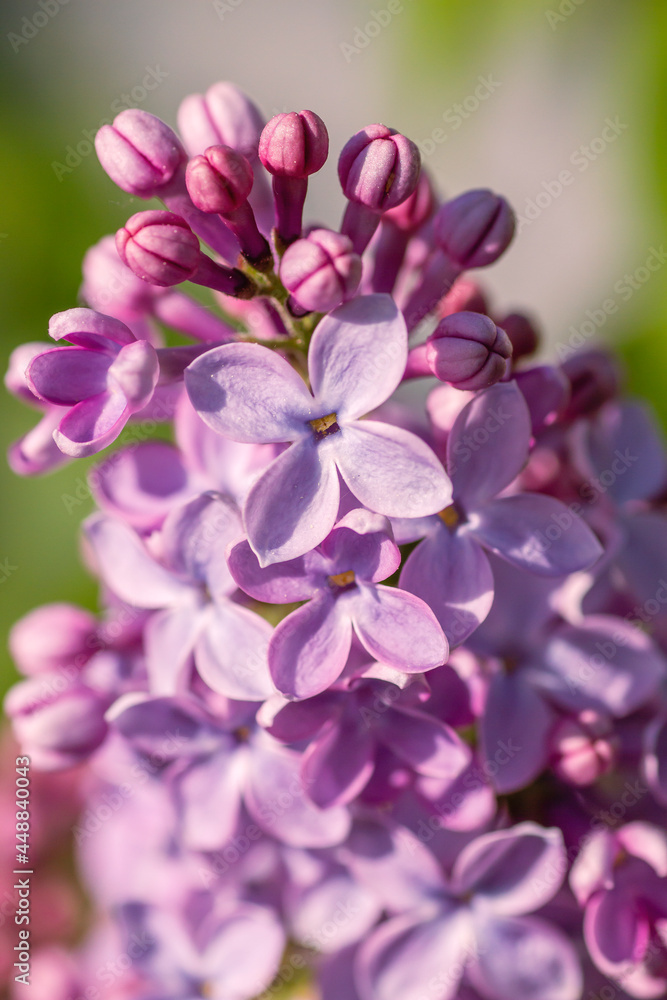 Lilac flowers close up Lilac flowers close up