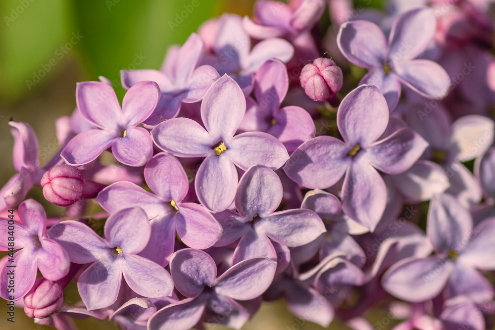 Lilac flowers close up Lilac flowers close up