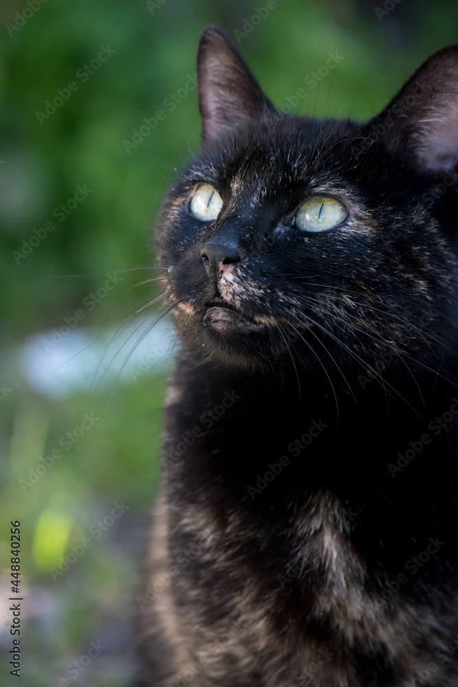 Primer plano de un gato negro