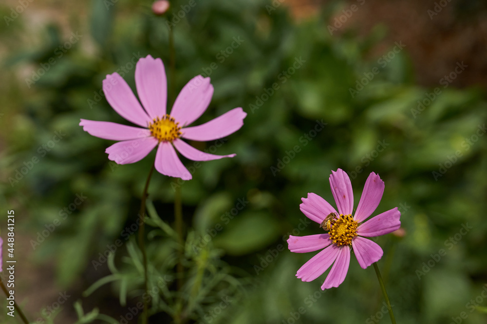 Cosmea, or Cosmos (lat. Cosmos) is a genus of annual and perennial herbaceous plants of the Asteraceae family (Asteraceae). Cosmea blooms in the garden. Cosmea, or Cosmos (lat. Cosmos) is a genus of annual and perennial herbaceous plants of the Asteraceae family (Asteraceae). Cosmea blooms in the garden.