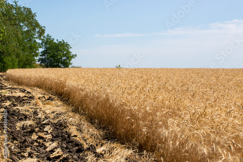 Wheat field before the harvest in the middle of summer