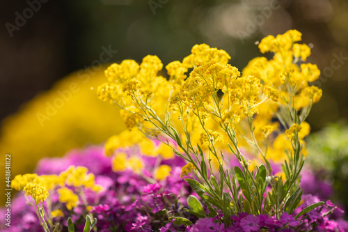 Golden aurinia saxatilis flowers and purple aubrieta cascade with lots of small petals beautifully blooming in a backyard garden surrounded by greenery on a sunny day during spring. Detail shot photo