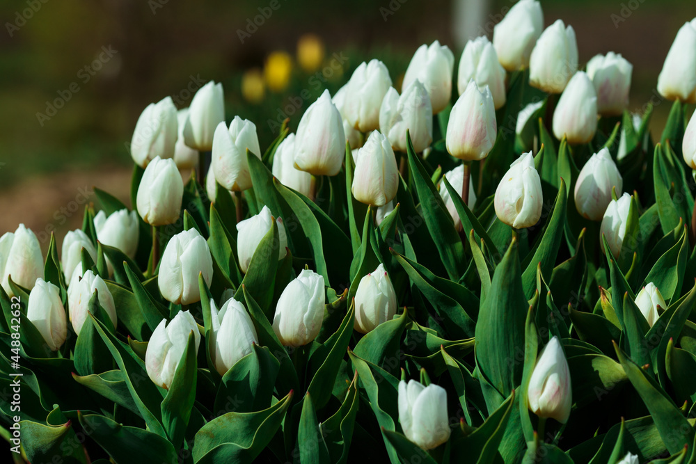Spring background with white tulips flowers. beautiful blossom tulips field. spring time. banner, copy space