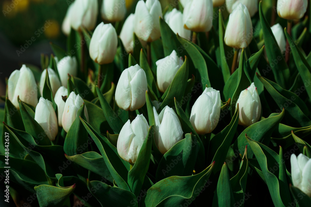 Spring background with white tulips flowers. beautiful blossom tulips field. spring time. banner, copy space