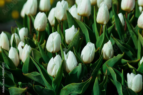Obraz na płótnie Spring background with white tulips flowers. beautiful blossom tulips field. spring time. banner, copy space w salonie