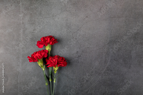 Tableau sur toile Three carnation flowers on a dark background