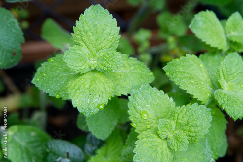 Wallpaper Mural Mint plant growing in a garden Torontodigital.ca