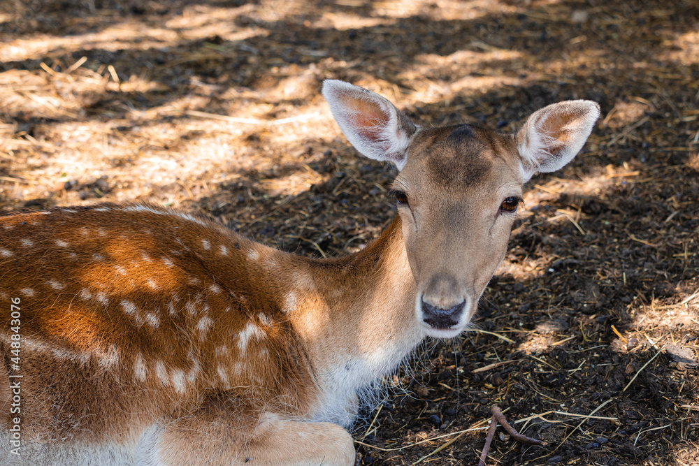 deer lying on the ground