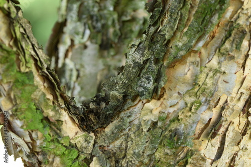 The bark of black birch closeup, bark background, birch trunk.