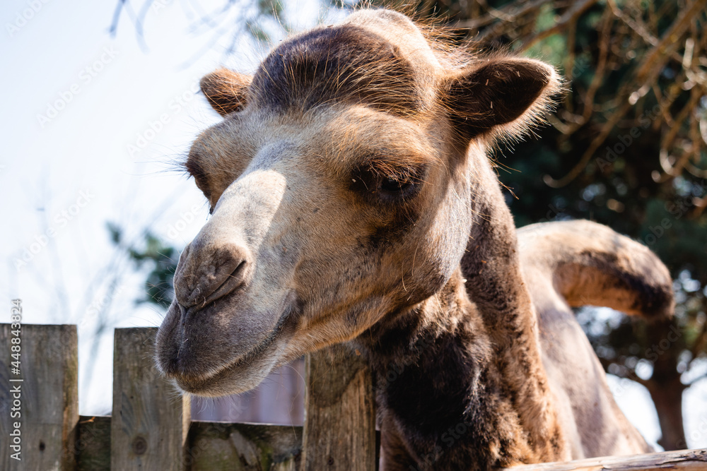 Fototapeta premium portrait of a cute camel
