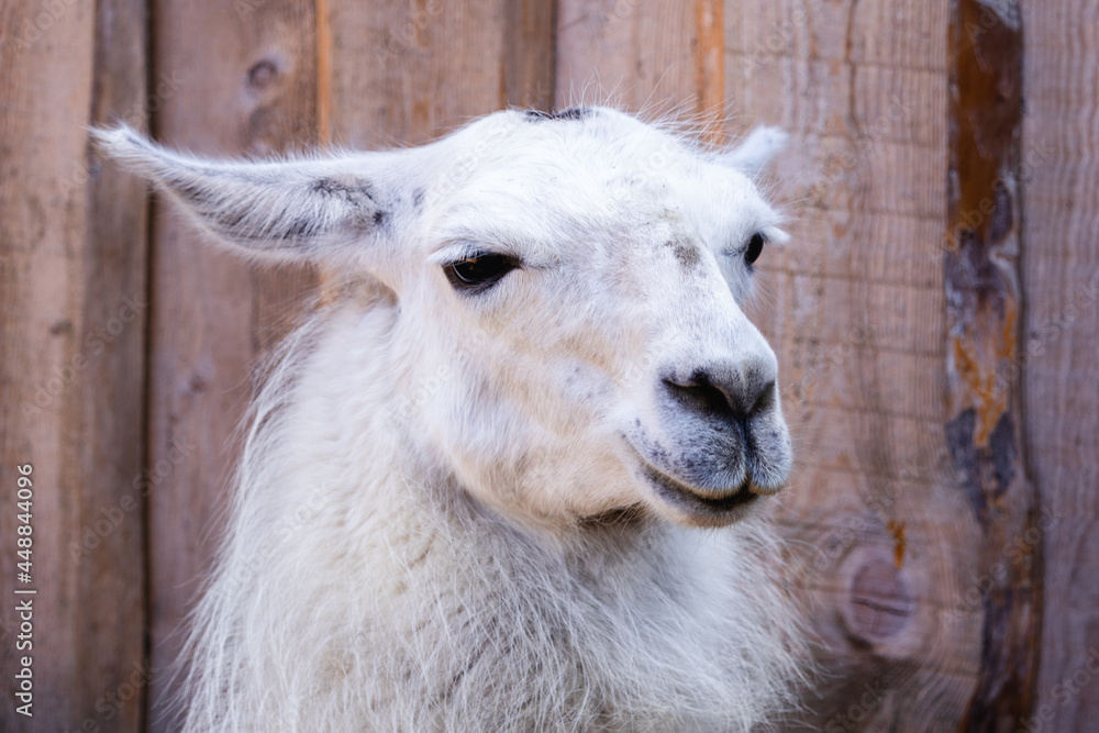 portrait of an animal llama