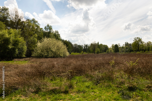 Moorland on peat area De Peel, Dutch countryside in The Netherlands during spring with beautiful green grass, heather, trees and greenery on a cloudy day and a blue sky creating a mindful scenery