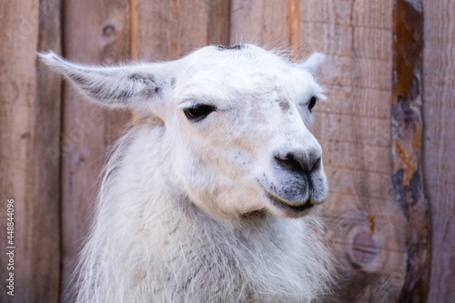 portrait of an animal llama © T-Iva
