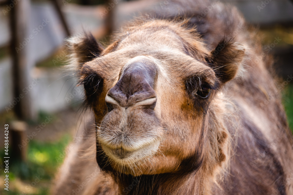 funny animals, funny, looking, tourism, travel, hump, one, face, animal,  animals, arabian, asian, background, bactrianus, brown, camel, camelus, cute,  day, desert, domestic, dromedary, dry, farm, faun Stock Photo | Adobe Stock