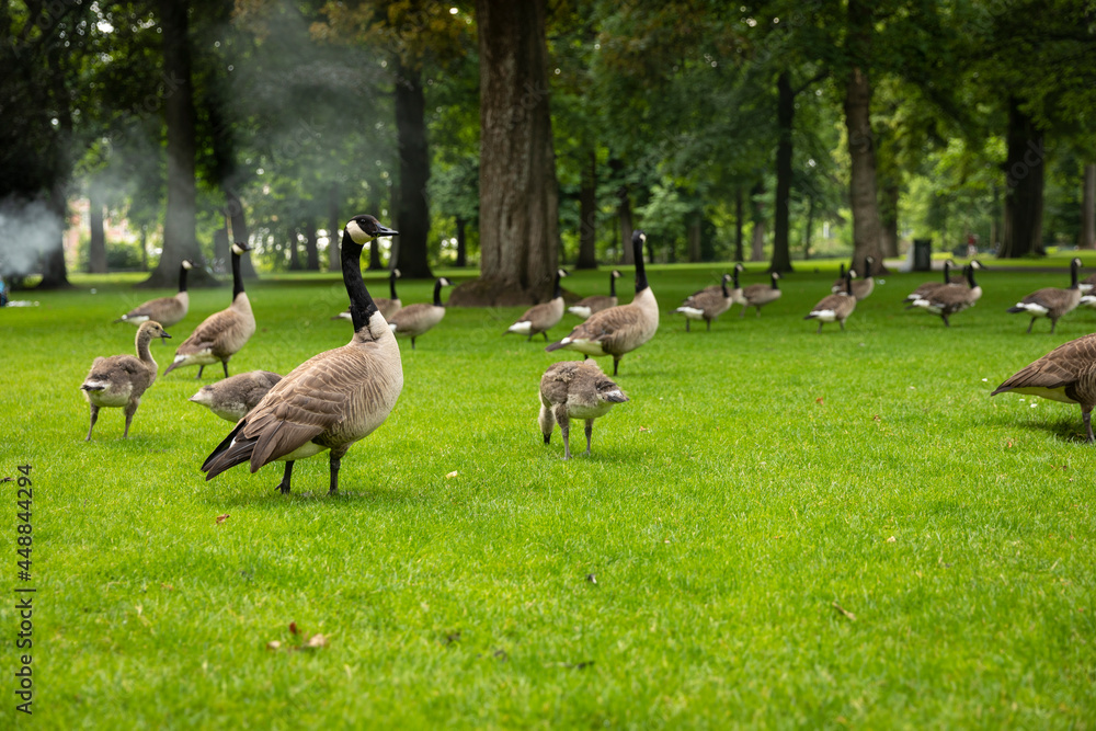 A Goose together with a group of geese walking in Valkenburg park in Breda city centre, The Netherlands,  while eating the green grass from a field and being surrounded by trees,