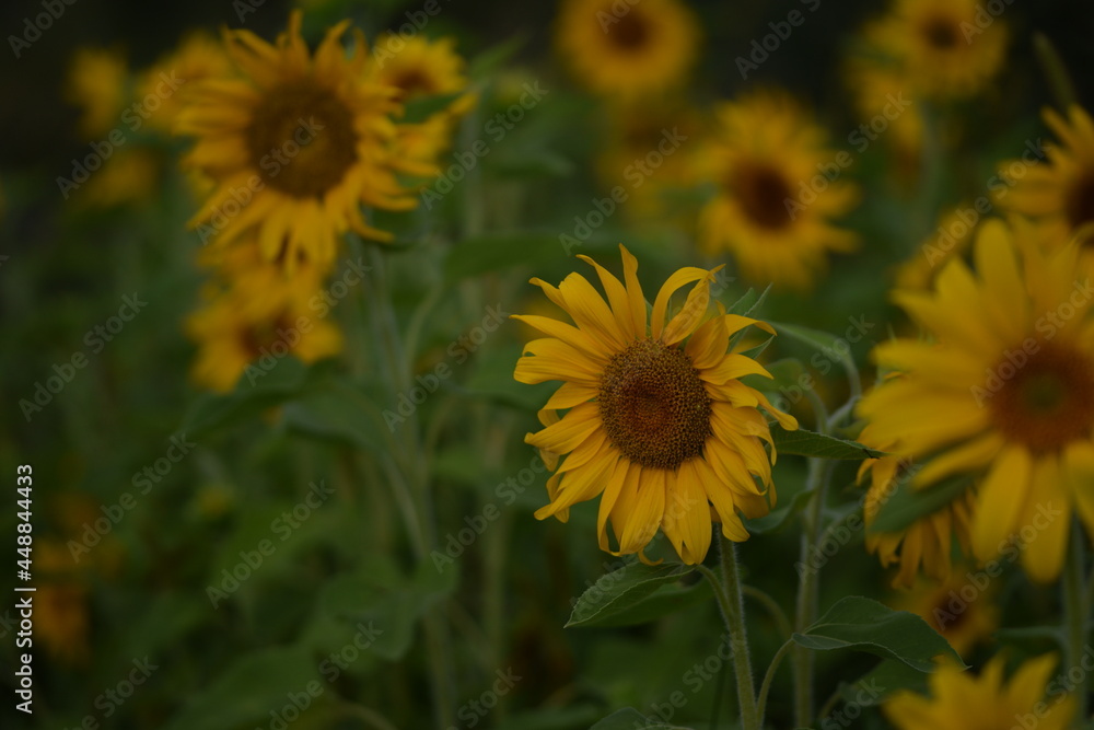 Sunflowers blooming on sunflowers field, sunflowers vintage background.