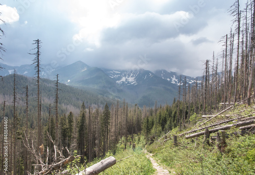 Dry trees in the Tatra National Park in Poland, the area of the Koscieliska Valley