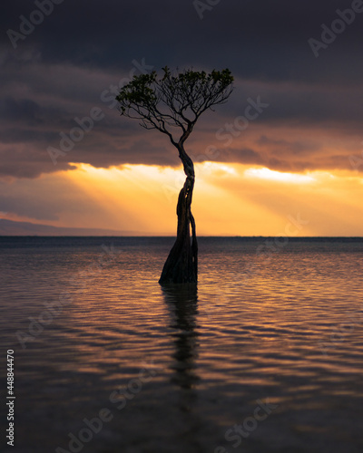 Silhouette of a tree in the sea during a beautiful sunset over the Walakiri beach, Sumba, Indonesia photo