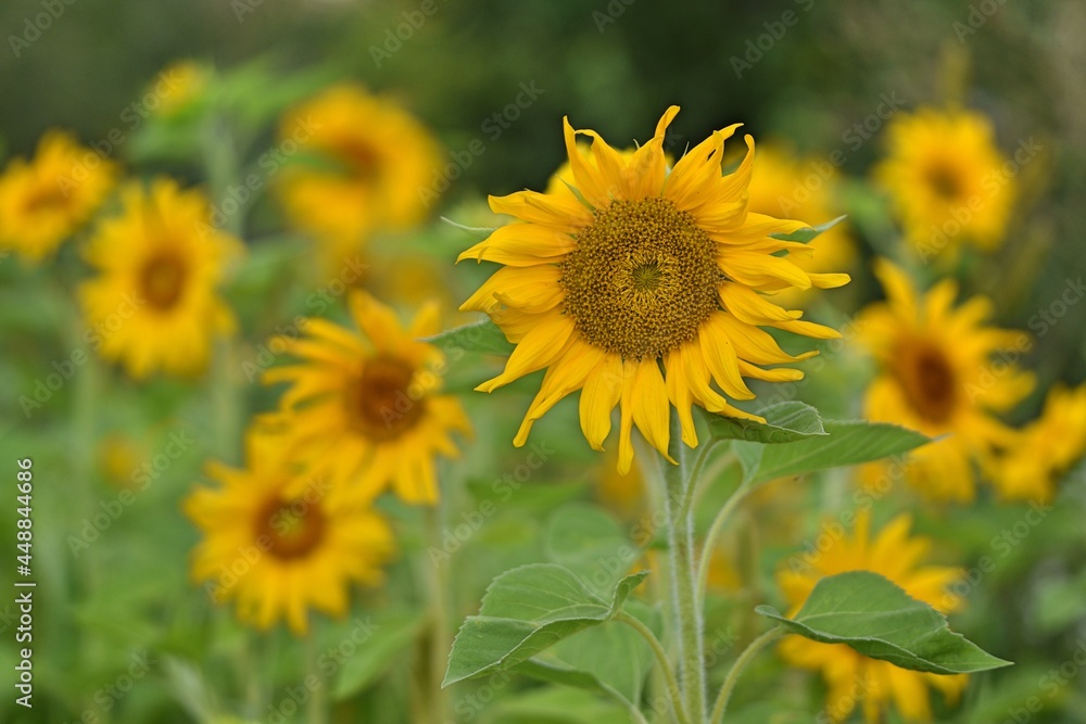 Sunflowers blooming on sunflowers field, sunflowers background.