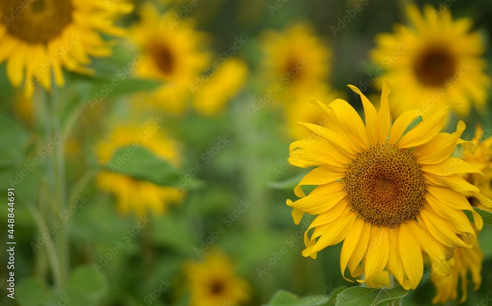 Sunflowers blooming on sunflowers field, sunflowers background, space for text.