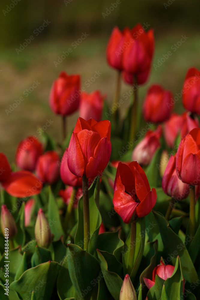 Spring background with red tulips flowers. beautiful blossom tulips field. spring time. banner, copy space