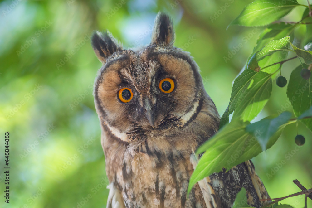 close up of owl sitting on tree close up of owl sitting on tree