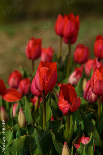 Obraz na płótnie Spring background with red tulips flowers. beautiful blossom tulips field. spring time. banner, copy space w salonie