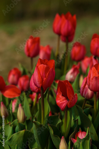 Spring background with red tulips flowers. beautiful blossom tulips field. spring time. banner  copy space