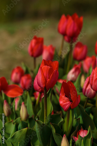 Spring background with red tulips flowers. beautiful blossom tulips field. spring time. banner  copy space