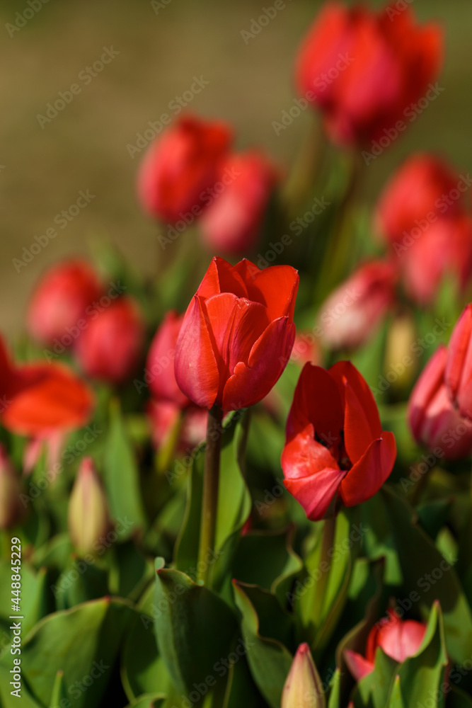 Spring background with red tulips flowers. beautiful blossom tulips field. spring time. banner, copy space
