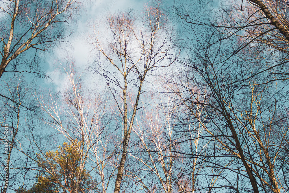 The tops of the birch trees on a sunny winter day The tops of the birch trees on a sunny winter day