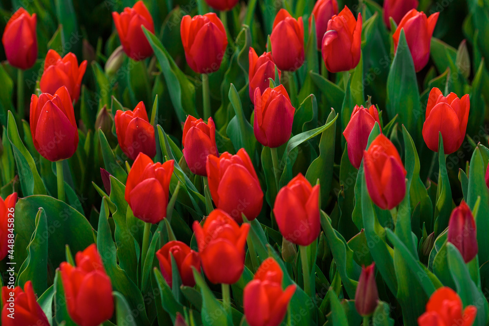 Spring background with red tulips flowers. beautiful blossom tulips field. spring time. banner, copy space