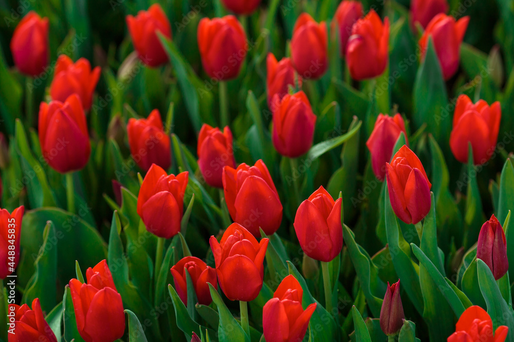 Spring background with red tulips flowers. beautiful blossom tulips field. spring time. banner, copy space