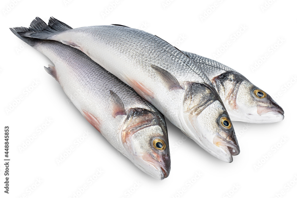 Sea bass fich isolated on white background with clipping path and full depth of field. Sea bass fich isolated on white background with clipping path and full depth of field.