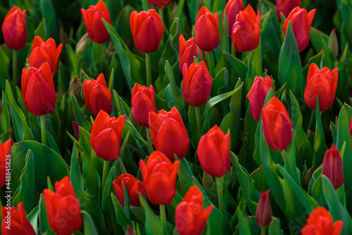 Obraz na płótnie Spring background with red tulips flowers. beautiful blossom tulips field. spring time. banner, copy space w salonie