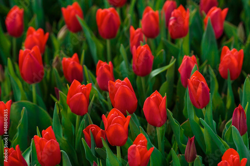 Obraz na płótnie Spring background with red tulips flowers. beautiful blossom tulips field. spring time. banner, copy space w salonie