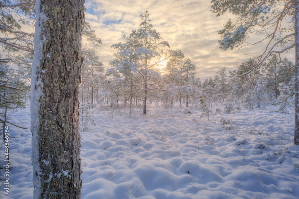 Fototapeta premium winter landscape with trees