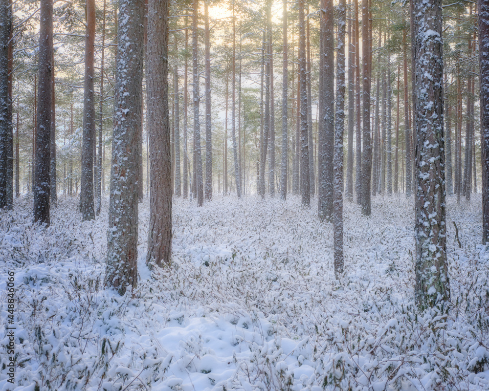 winter forest in the snow winter forest in the snow