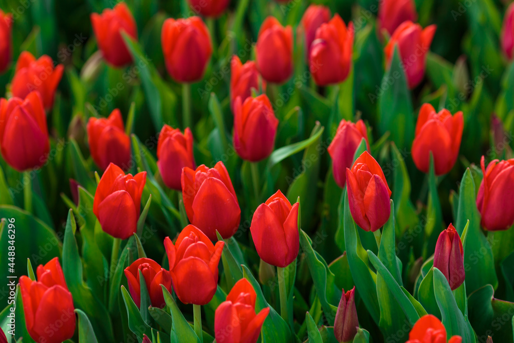 Spring background with red tulips flowers. beautiful blossom tulips field. spring time. banner, copy space