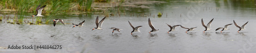 Black Skimmer (Rynchops niger), skimming at Cape May, New Jersey, USA.