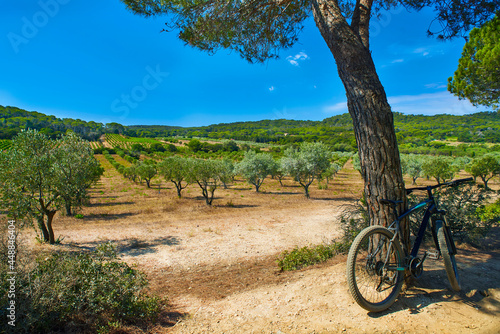 porquerolles island with bike and olive trees in france