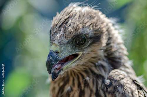 close up photo of a hawk. Portrait of a young kite with the remains of youthful down