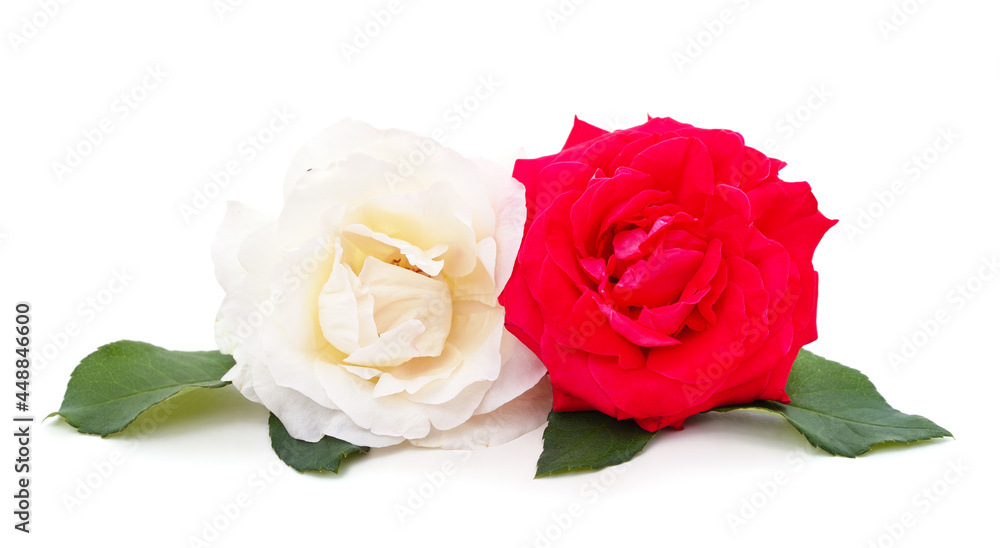 Beautiful white and red roses. Beautiful white and red roses.