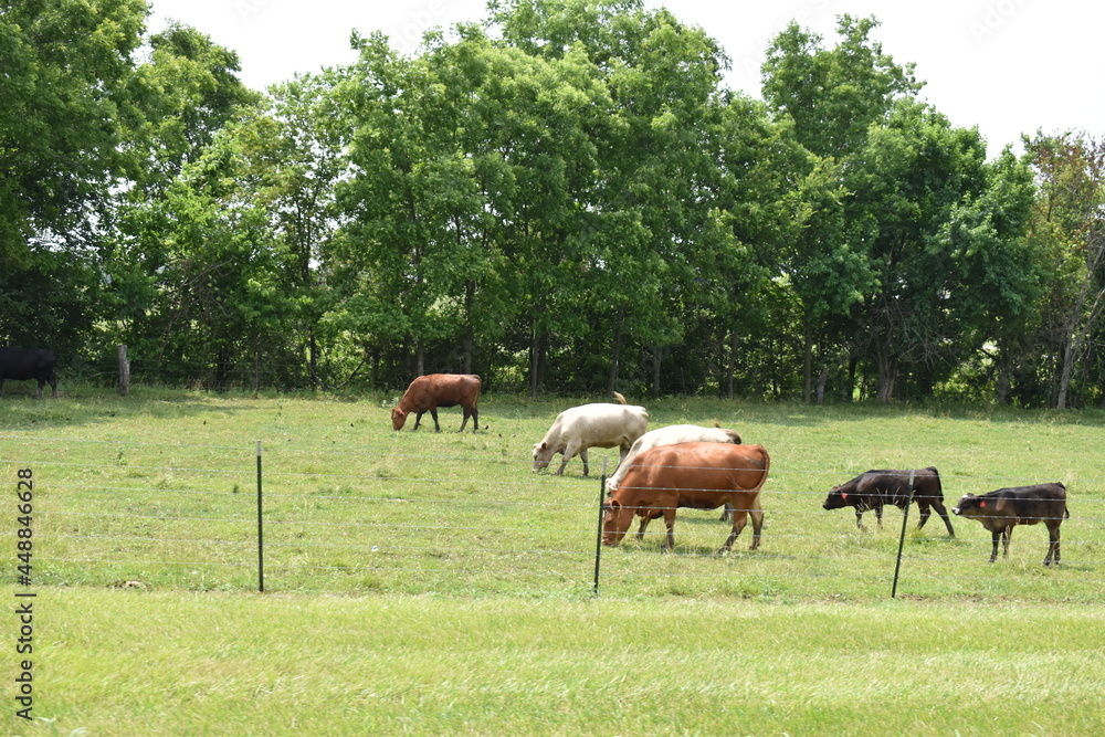 Naklejka premium Cows